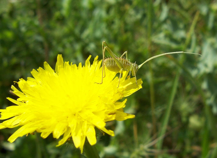 Tylopsis lilifolia (neanide)